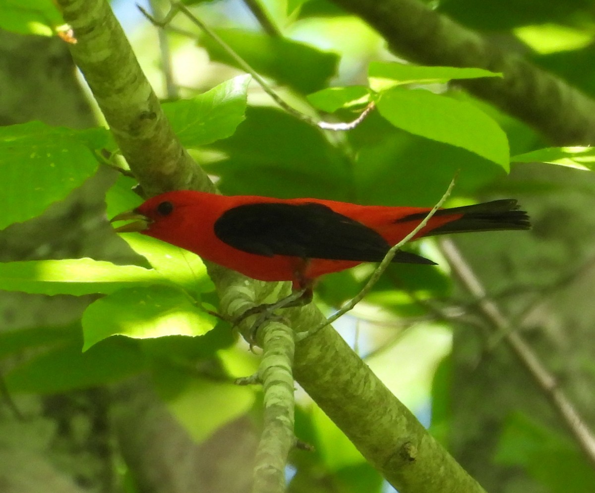 Scarlet Tanager - ML634629165
