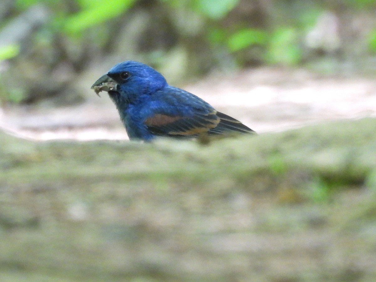 Blue Grosbeak - ML634629183