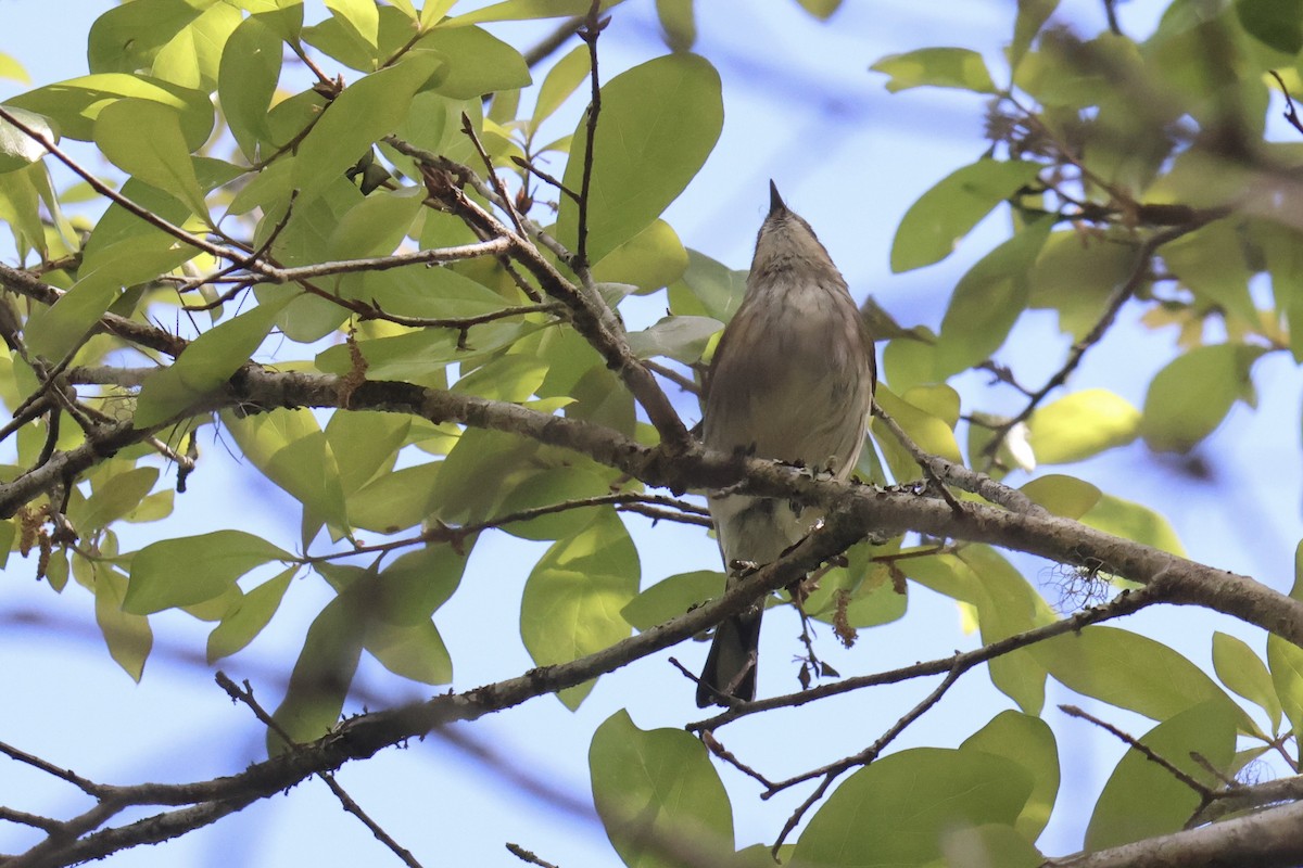 Yellow-rumped Warbler - ML634629193