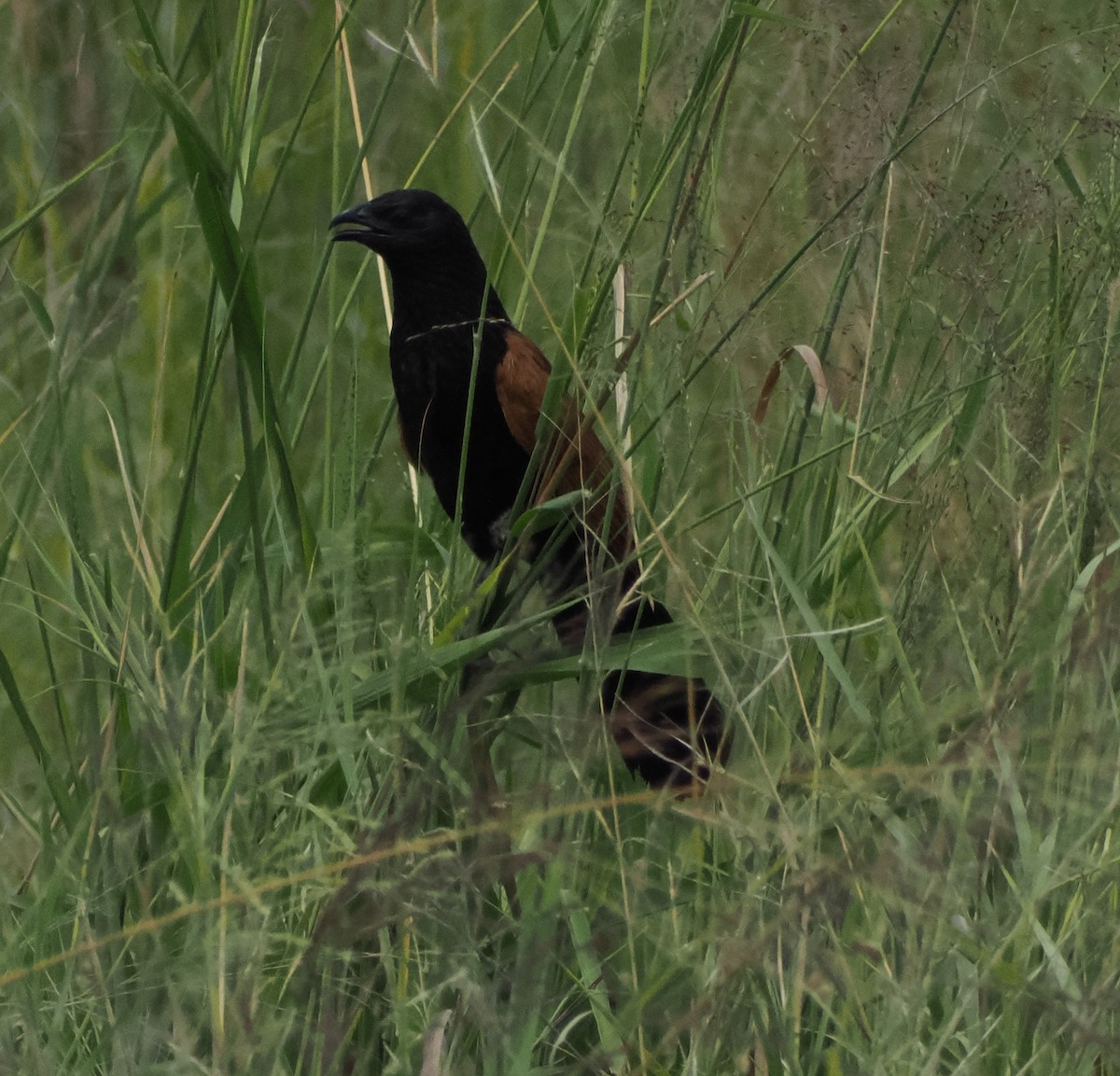 Black Coucal - ML634629208