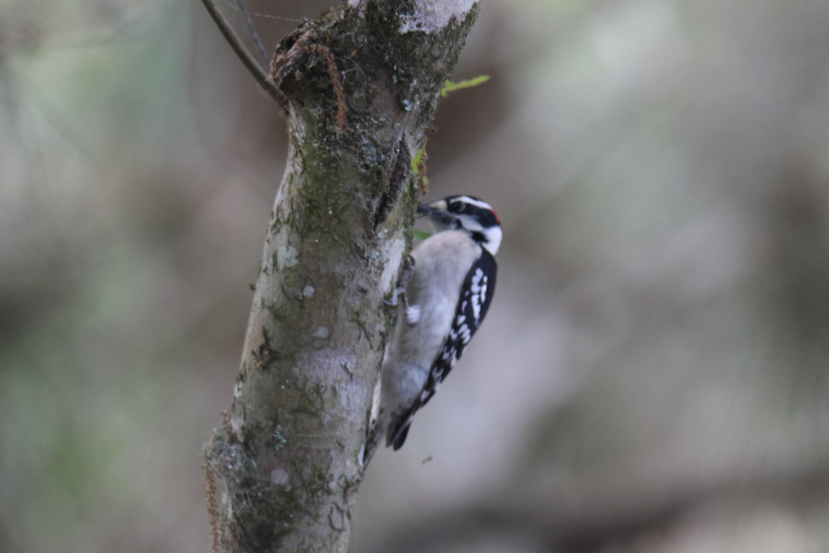Downy Woodpecker - ML634629295