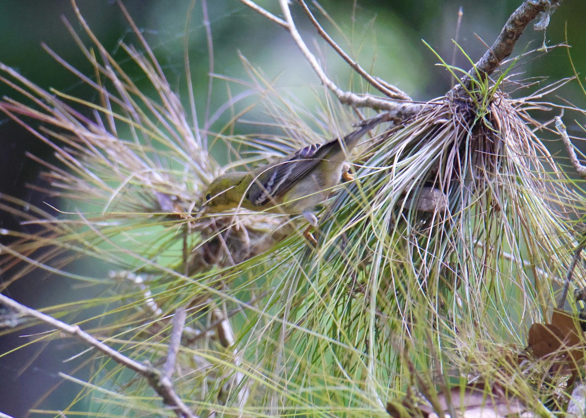 Pine Warbler - ML634629324