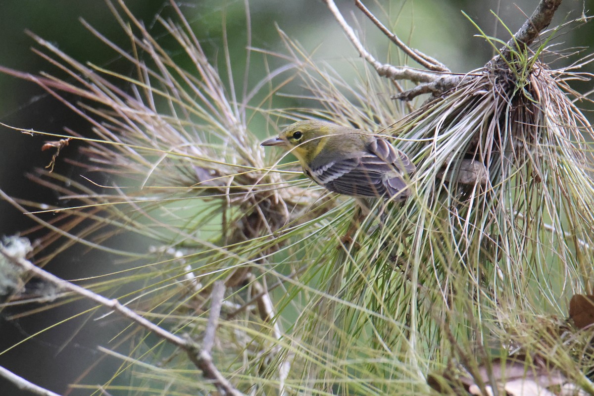 Pine Warbler - ML634629326