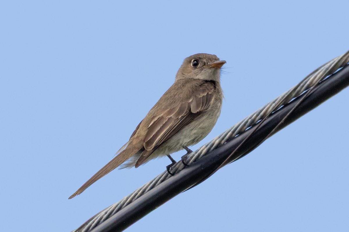 Cuban Pewee - ML634629456