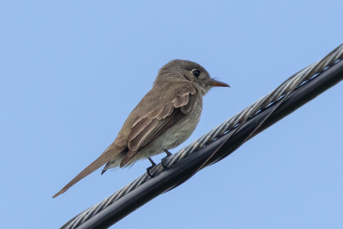 Cuban Pewee - ML634629457