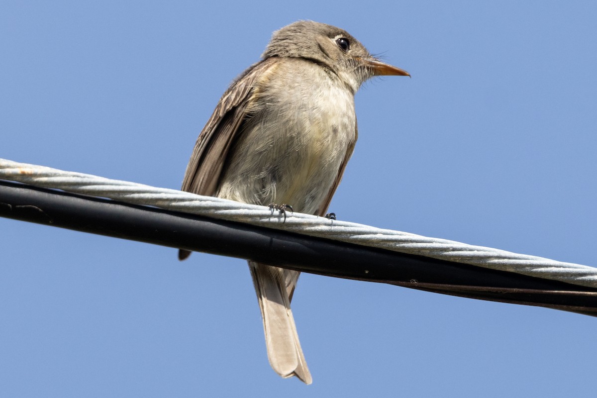 Cuban Pewee - ML634629458