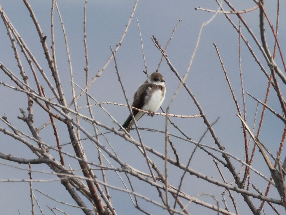 ショウドウツバメ - ML634629478