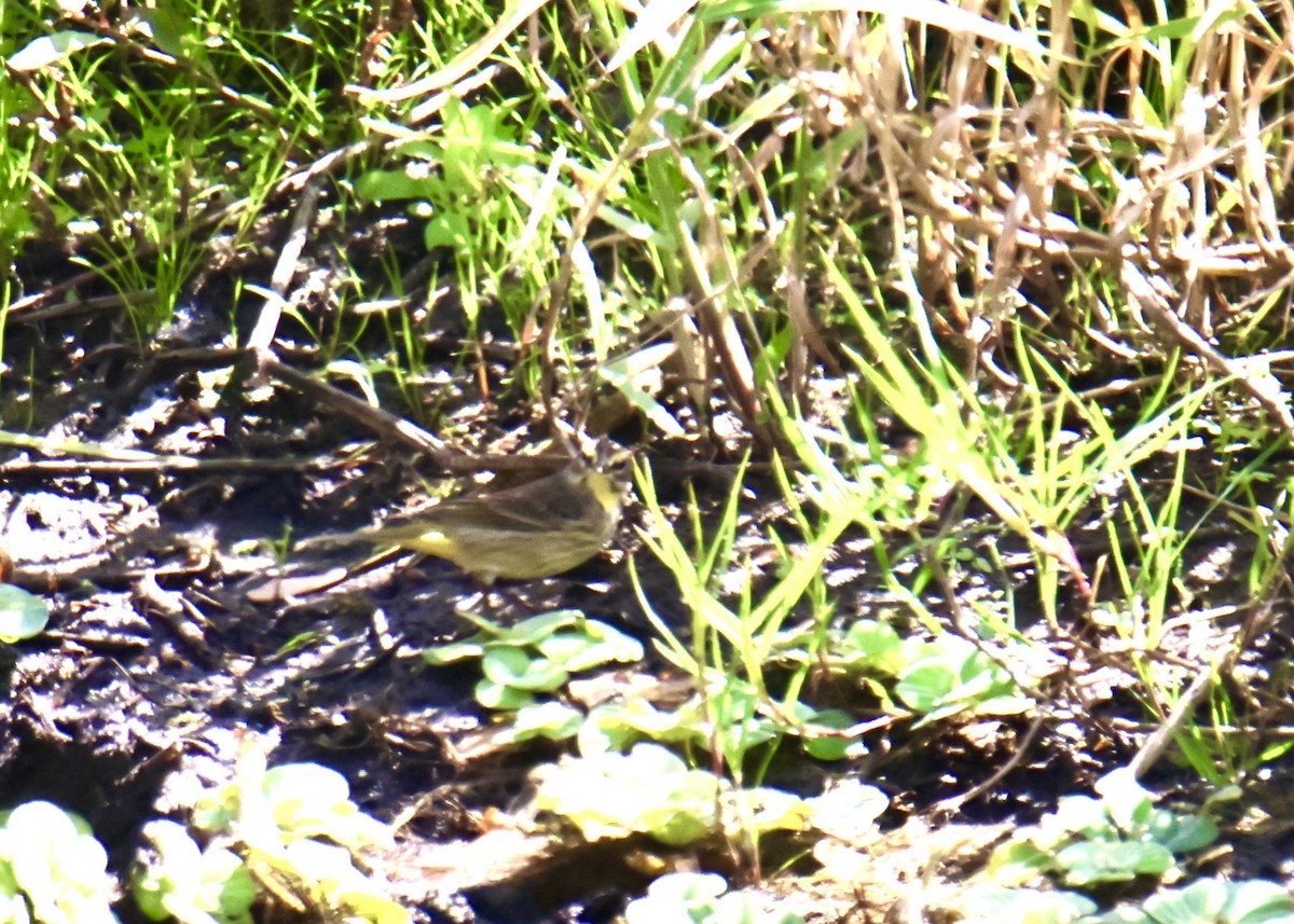 Palm Warbler - ML634629521