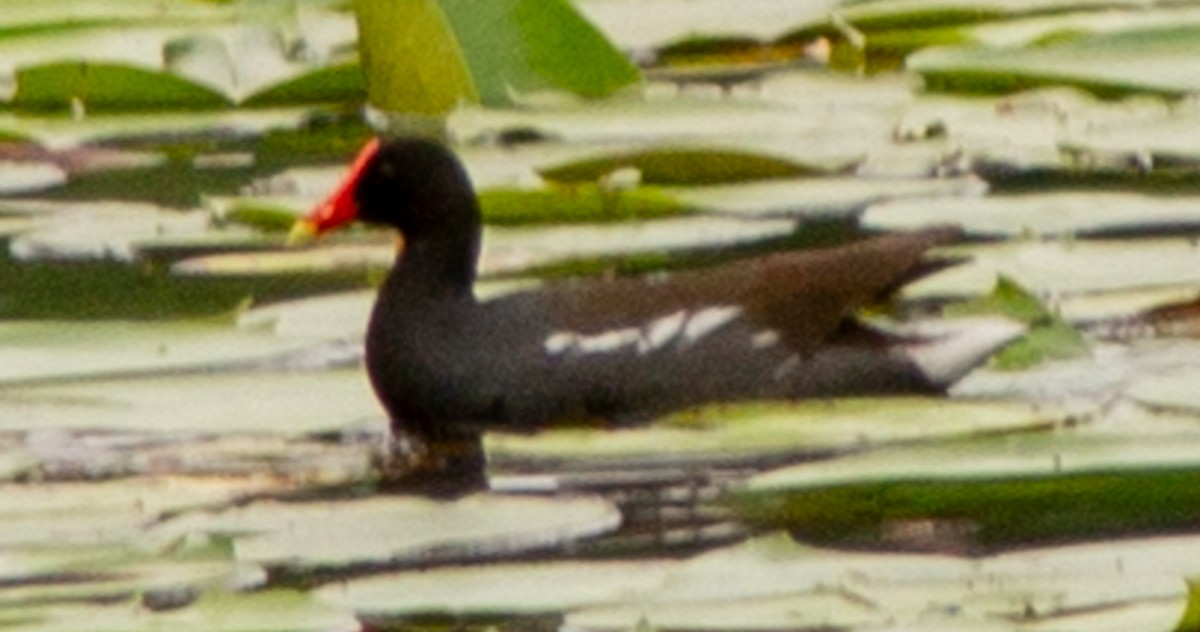 Common Gallinule - ML634629537