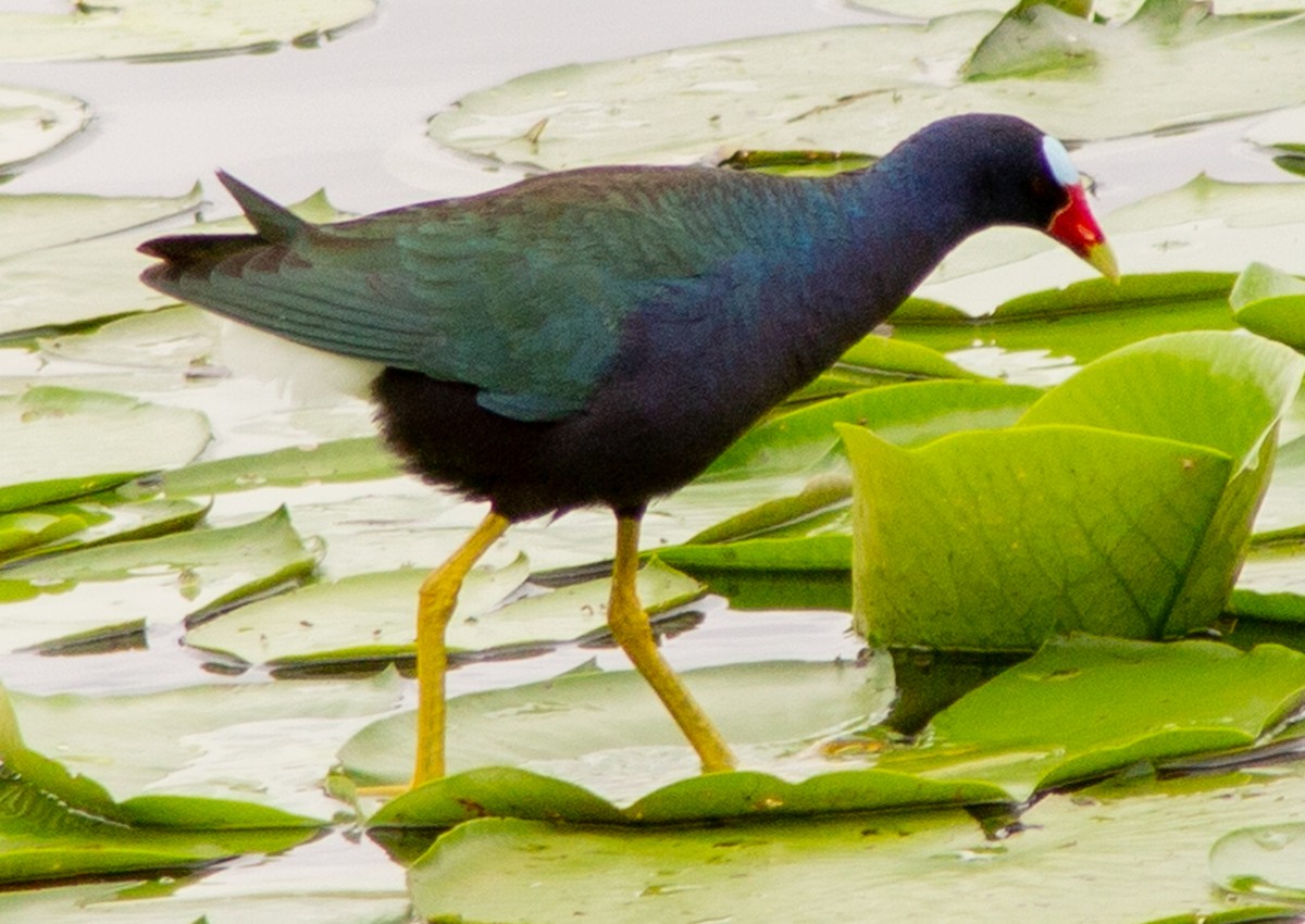 Purple Gallinule - ML634629540