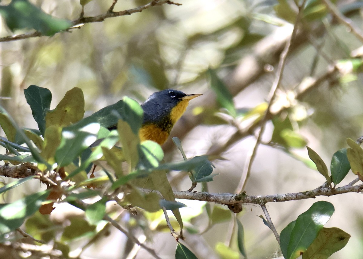 Northern Parula - ML634629553