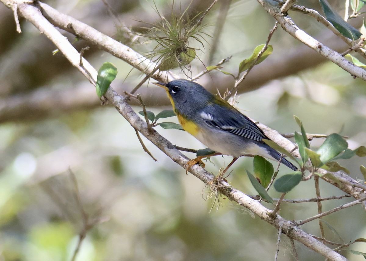 Northern Parula - ML634629562