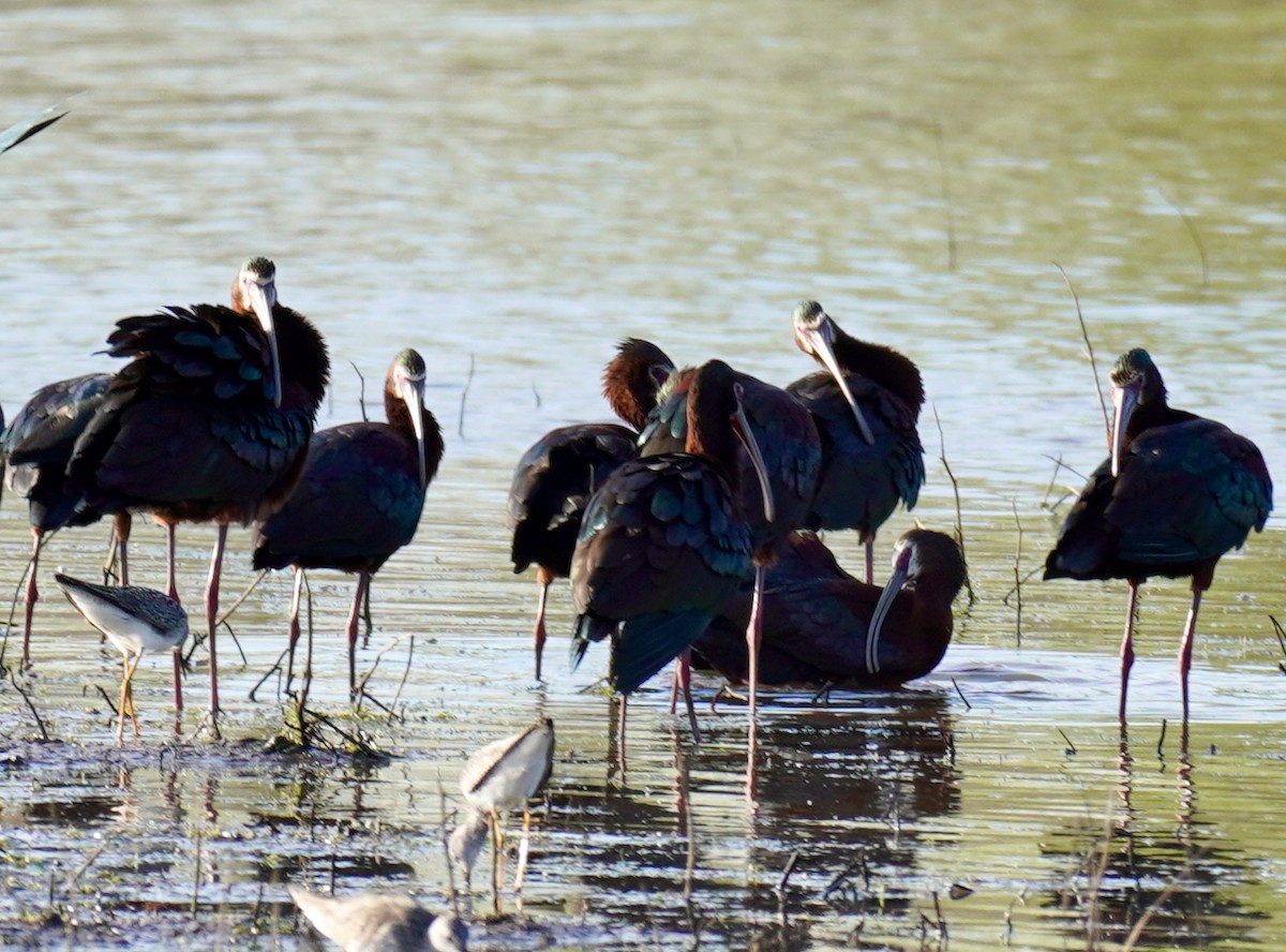 White-faced Ibis - ML634629574