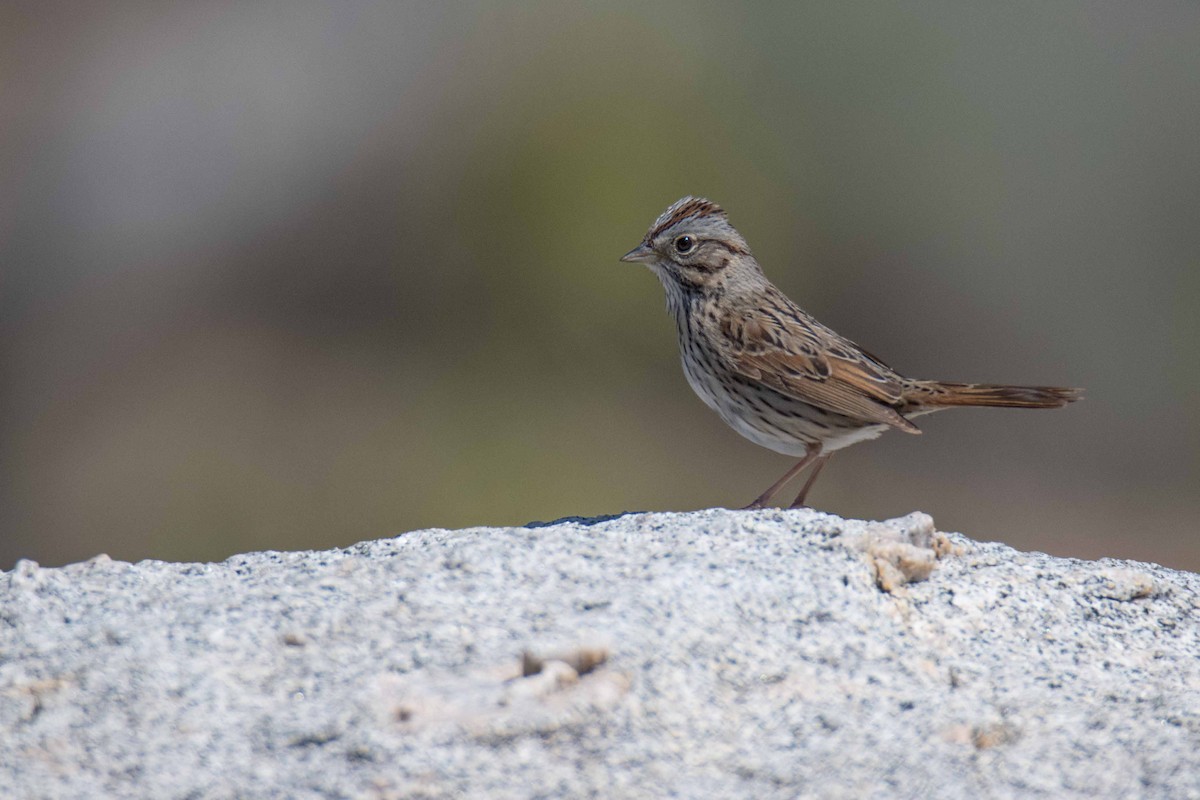 Lincoln's Sparrow - ML634629600