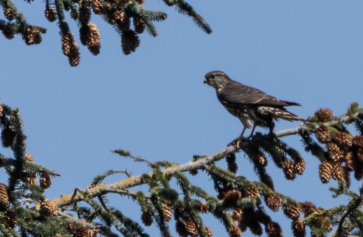 Хайргууна шонхор - ML634629608