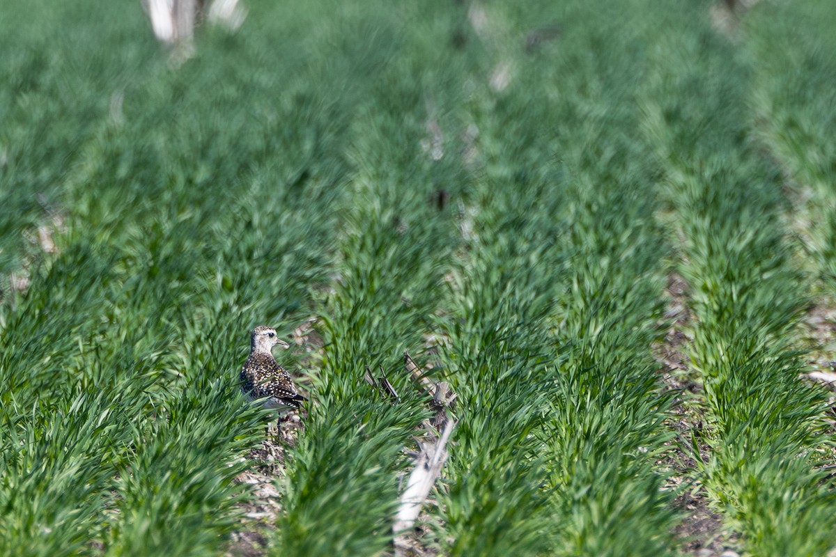 kulík hnědokřídlý - ML634629673