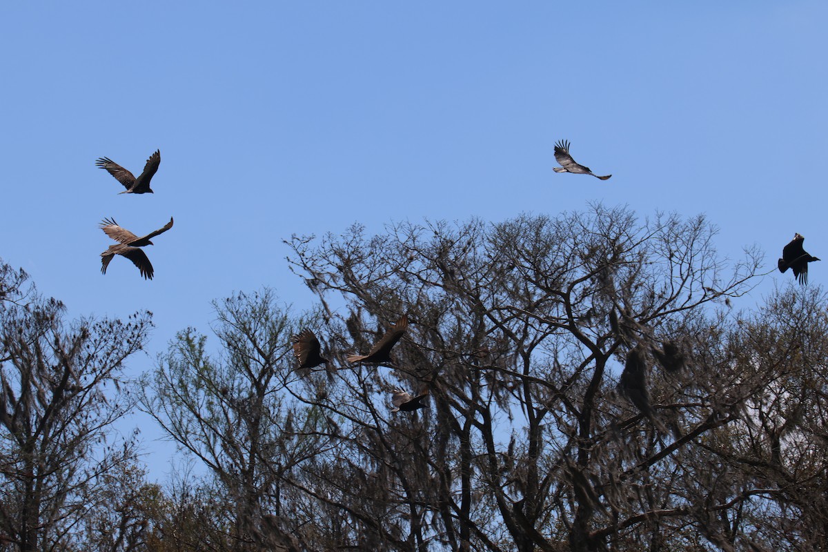 Turkey Vulture - ML634629684
