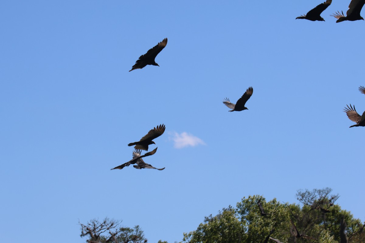Turkey Vulture - ML634629695