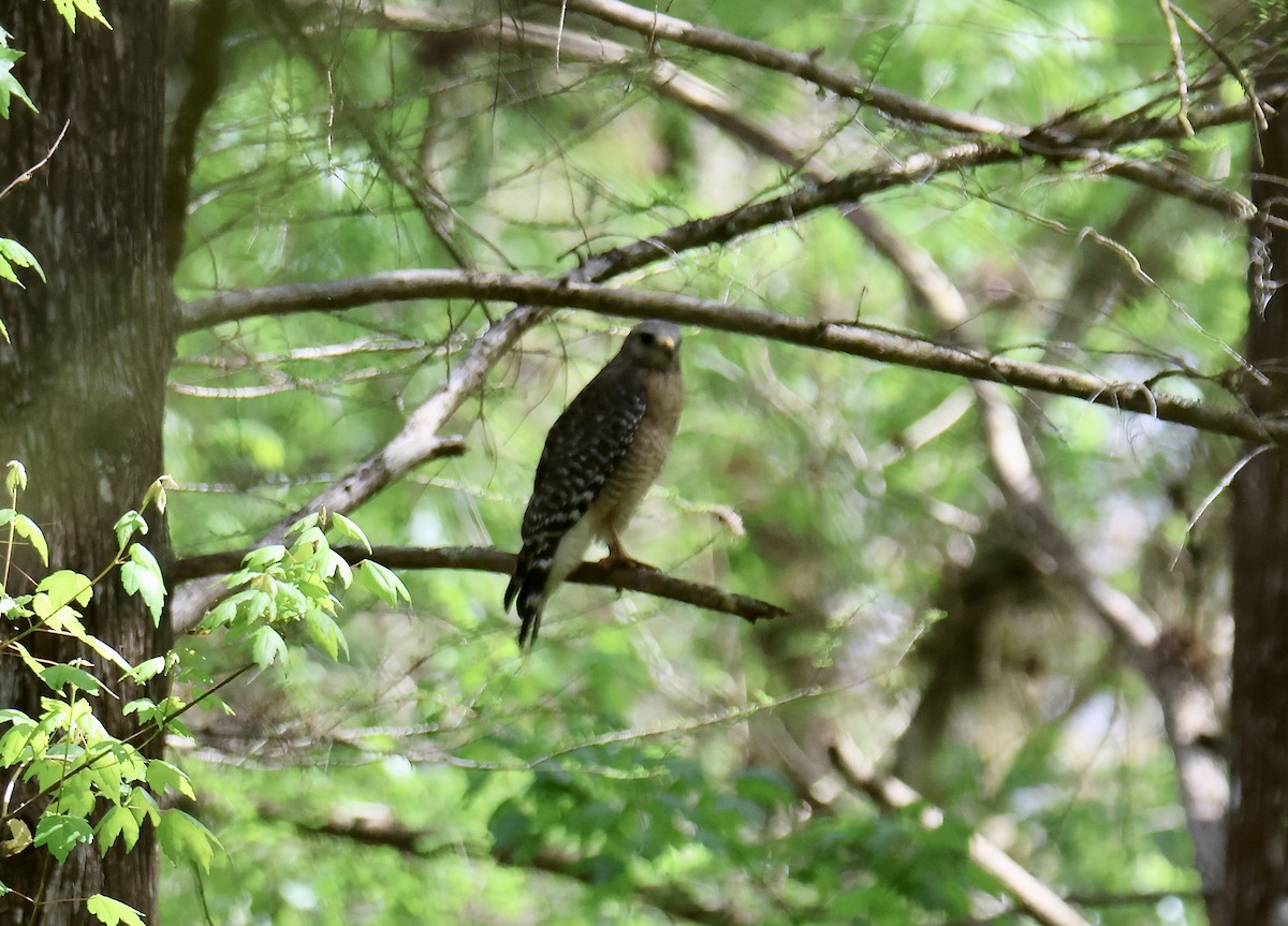 Red-shouldered Hawk - ML634629758