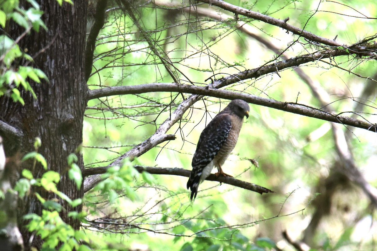 Red-shouldered Hawk - ML634629788