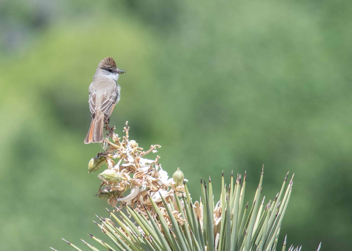 Ash-throated Flycatcher - ML634629839