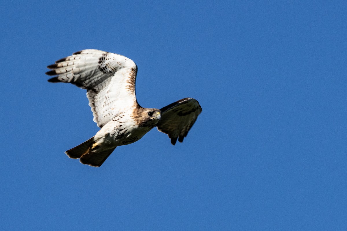 káně rudochvostá - ML634629948