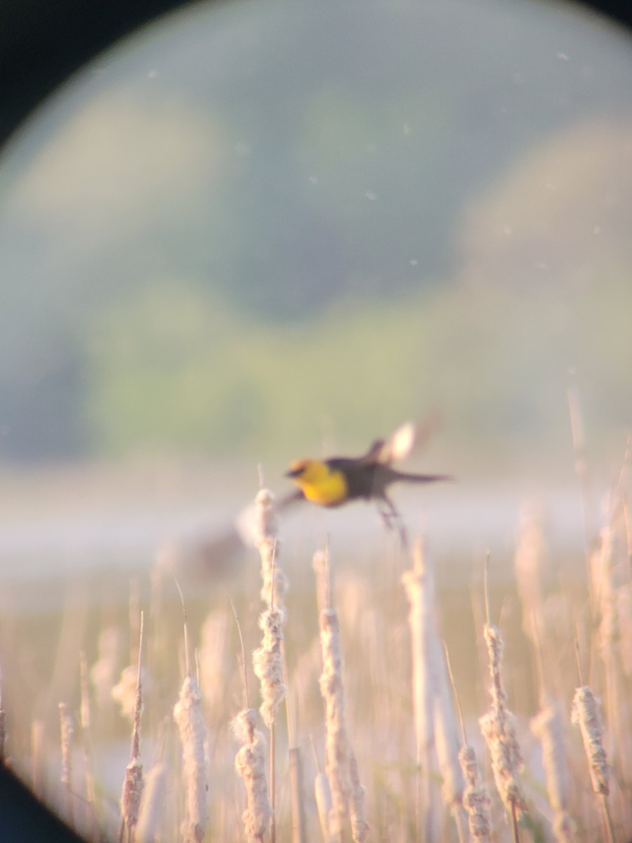 Yellow-headed Blackbird - ML634629986