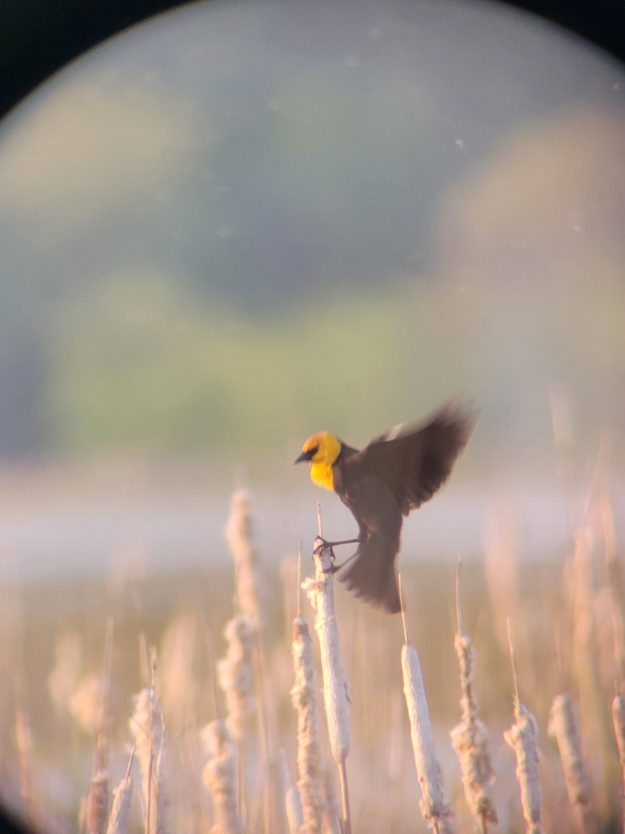 Yellow-headed Blackbird - ML634629991