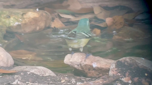 Cerulean Warbler - ML634630010