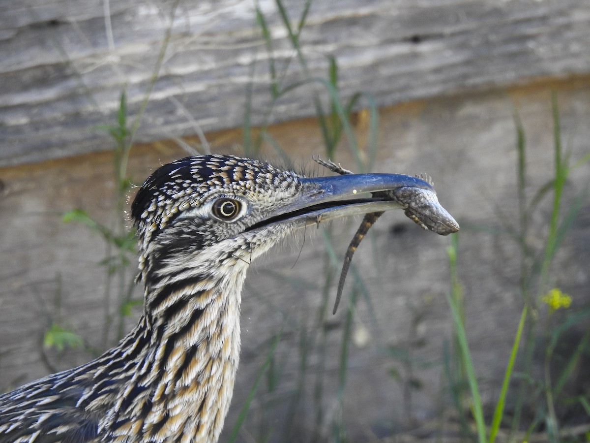 Greater Roadrunner - ML634630048
