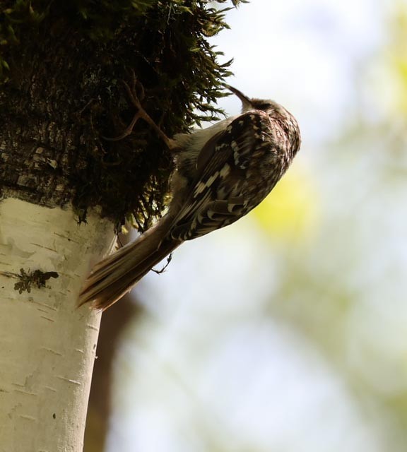 Brown Creeper - ML634630072