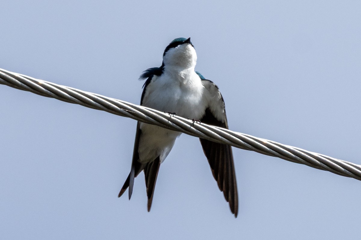 Bahama Swallow - ML634630248