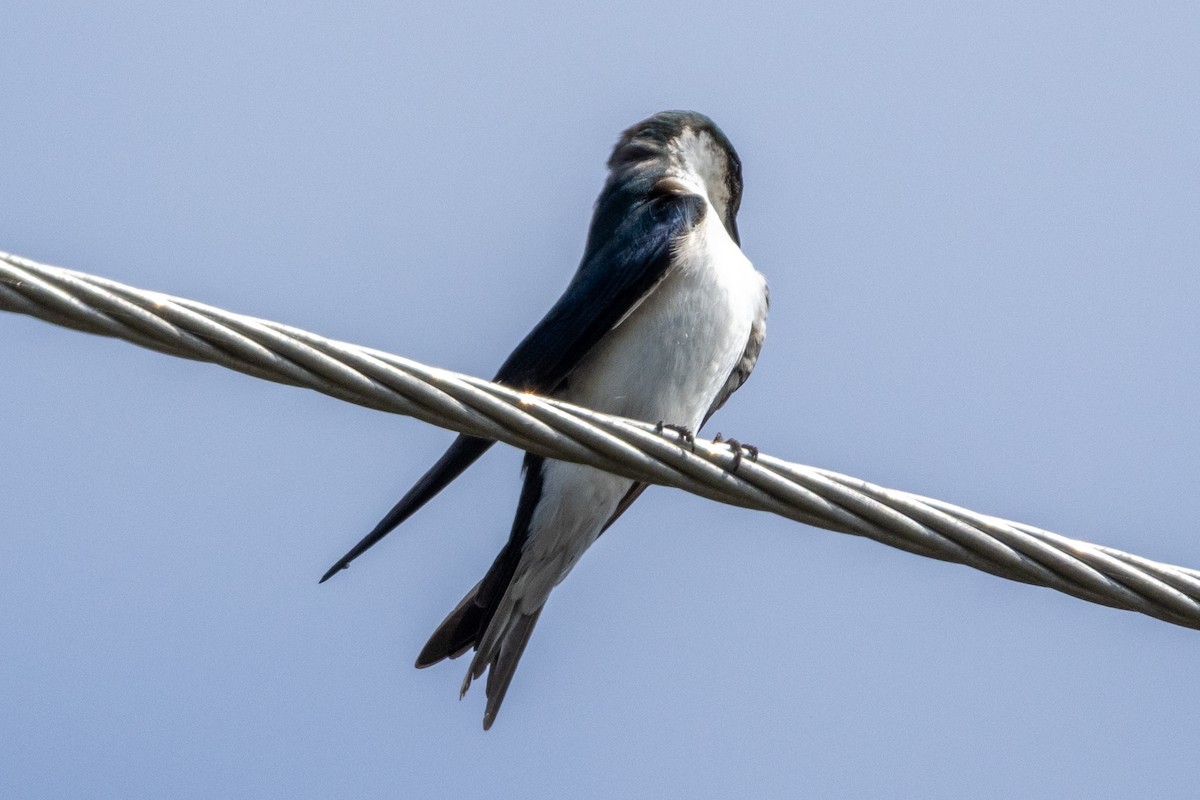 Bahama Swallow - ML634630249
