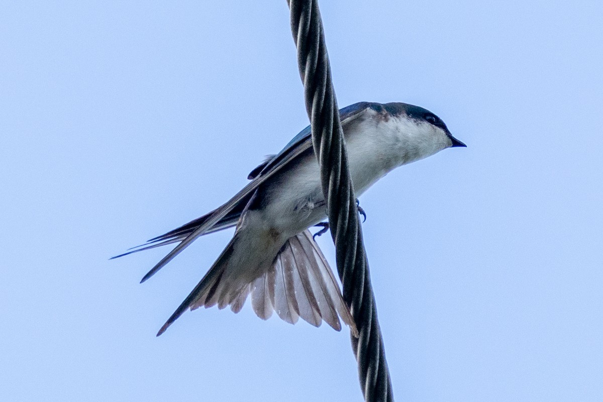Bahama Swallow - ML634630250