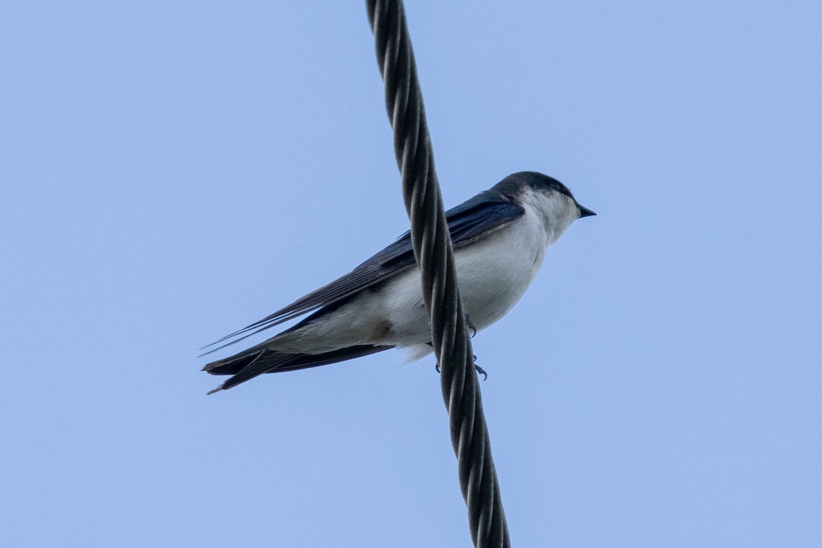 Bahama Swallow - ML634630252