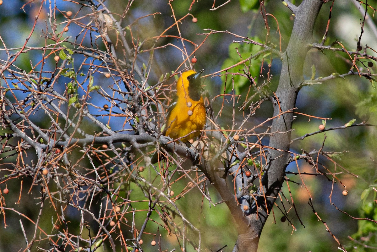 Hooded Oriole - ML634630322