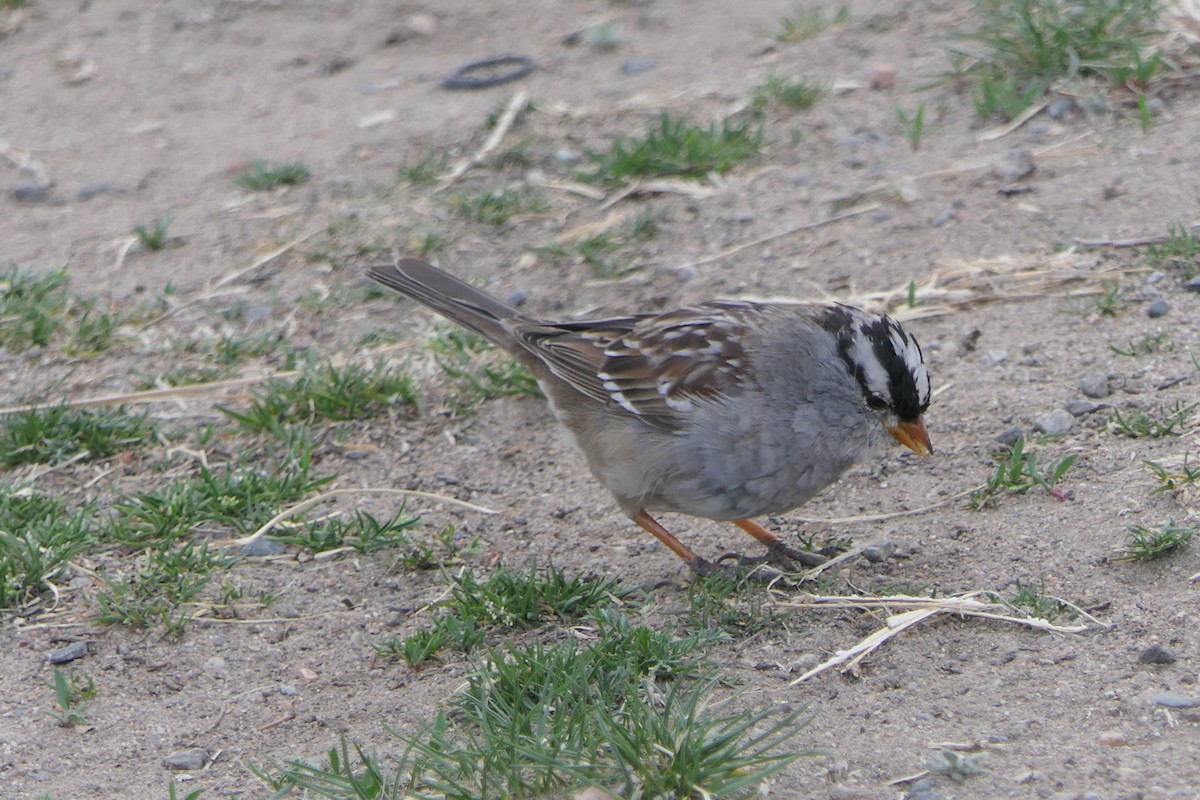 White-crowned Sparrow - ML634630380