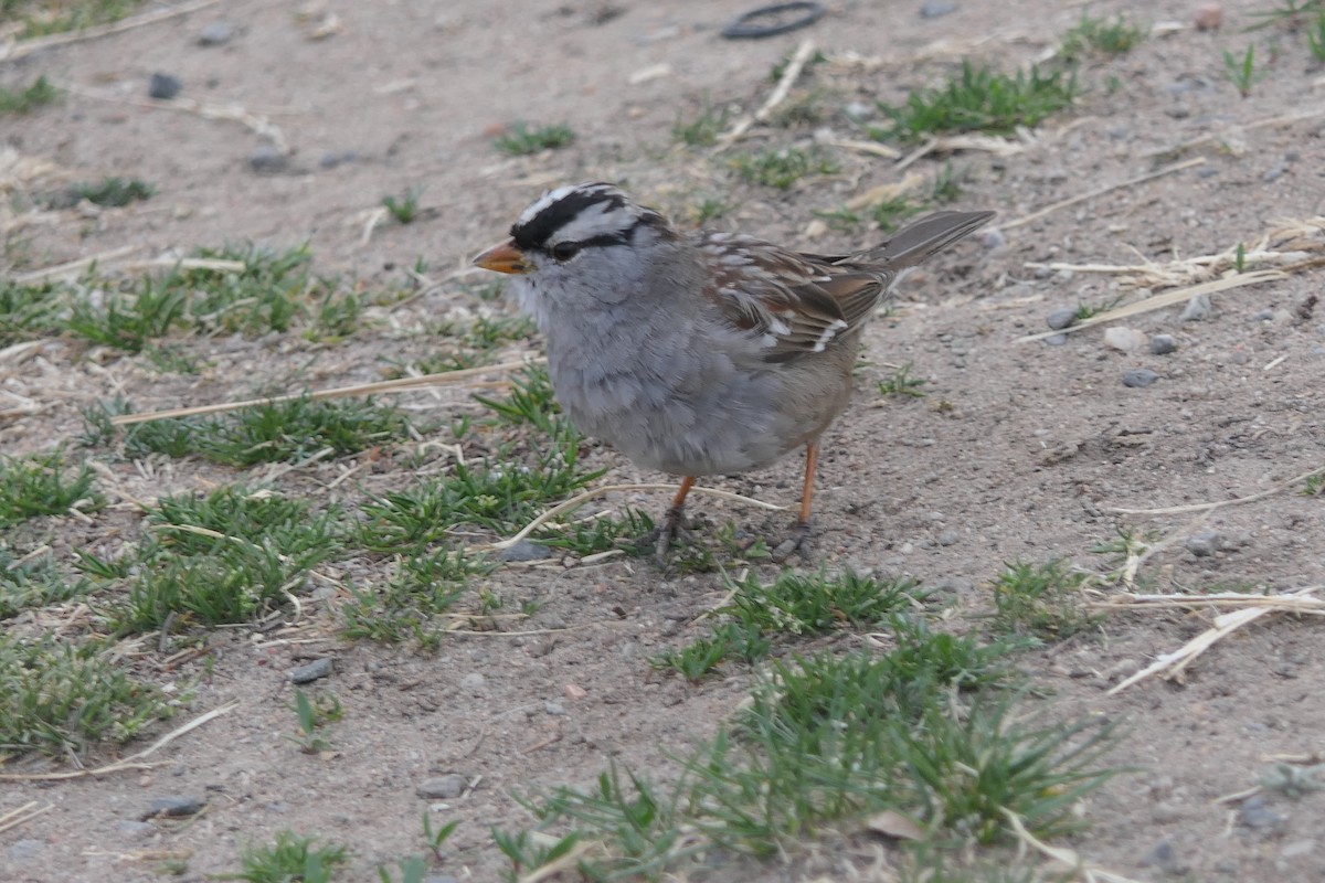 White-crowned Sparrow - ML634630381