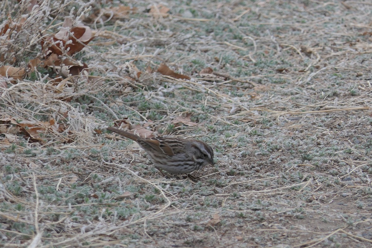 Song Sparrow - ML634630400