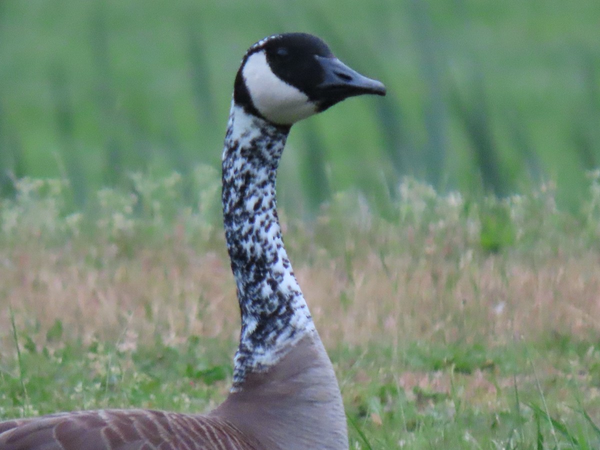 Канад галуу - ML634630425