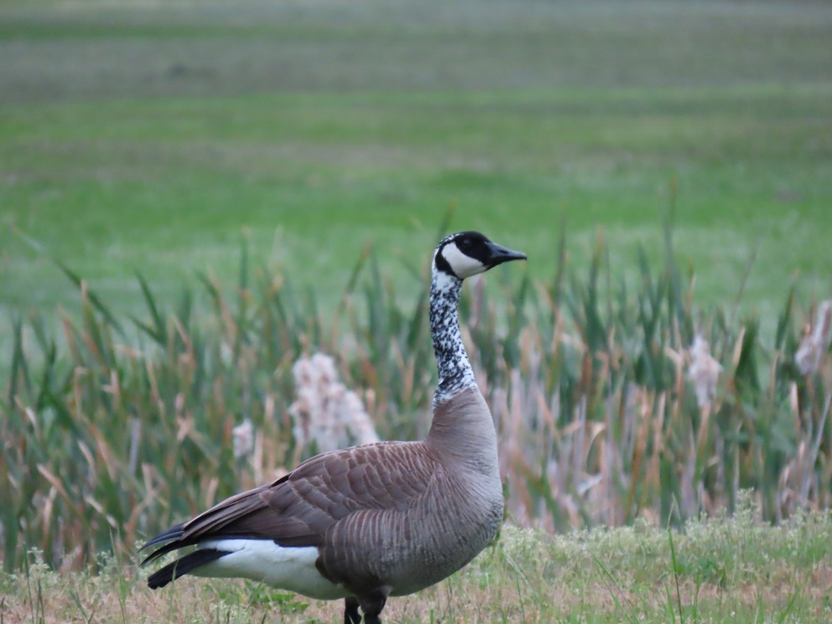 Канад галуу - ML634630426