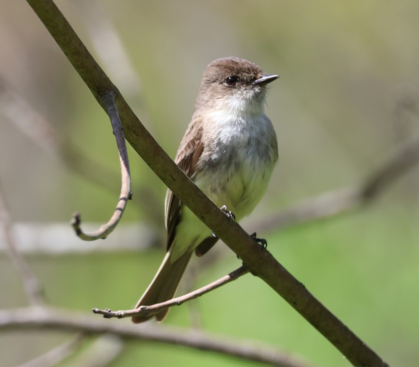 tyranovec domácí - ML634630457