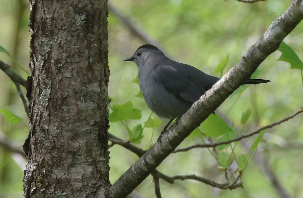 drozdec černohlavý - ML634630482