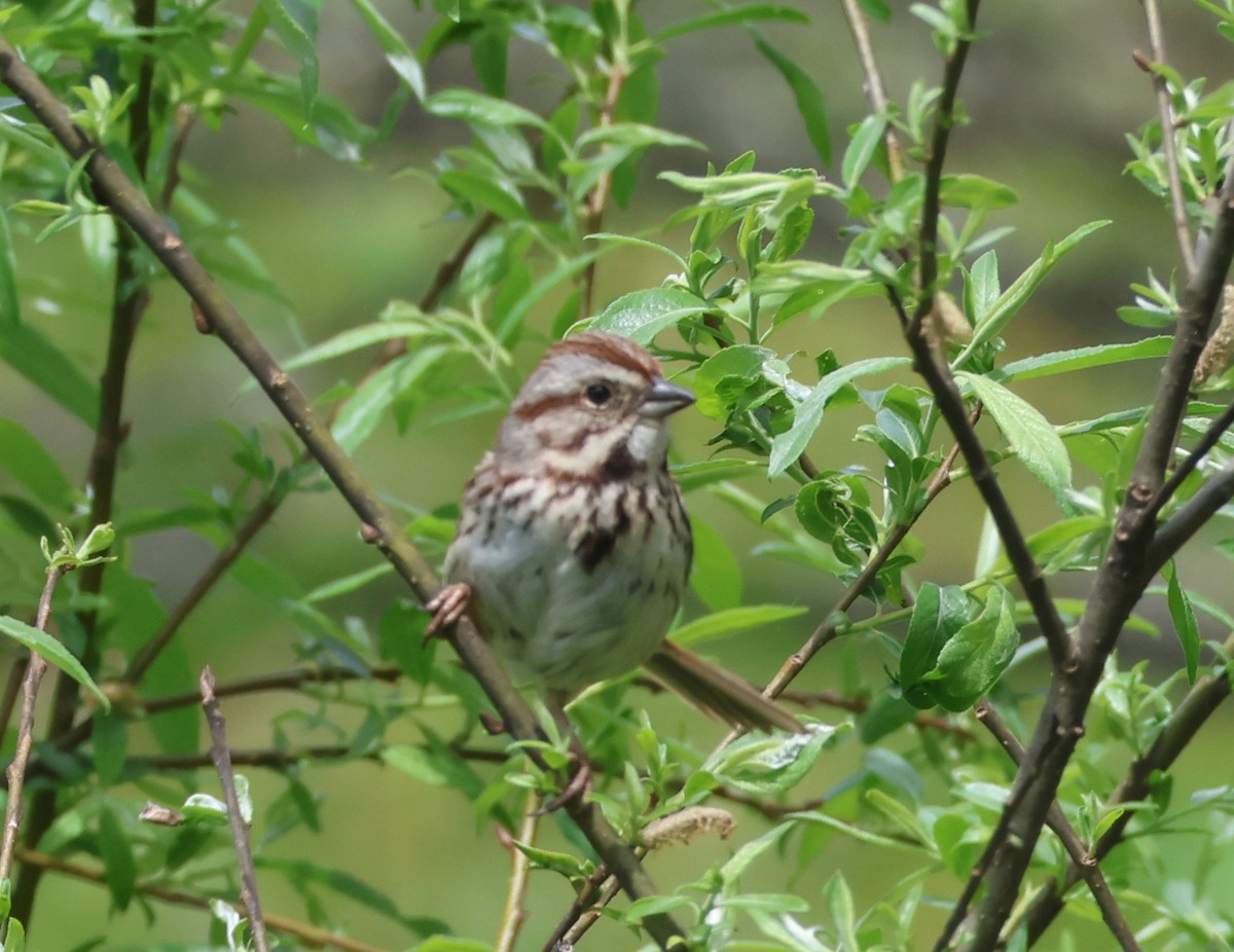 strnadec zpěvný - ML634630507