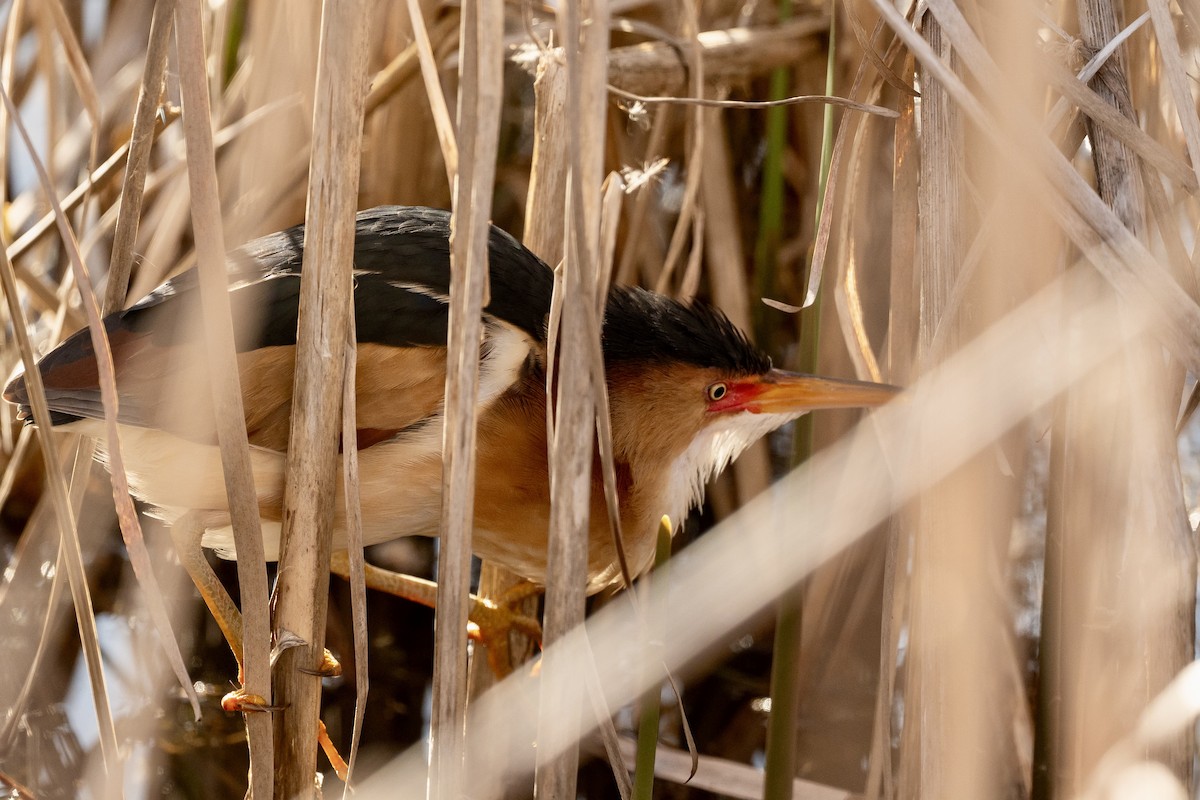 Least Bittern - Bill Massaro