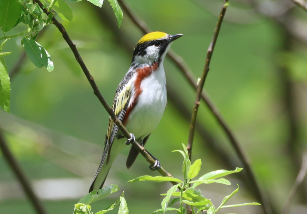 lesňáček rezavoboký - ML634630539