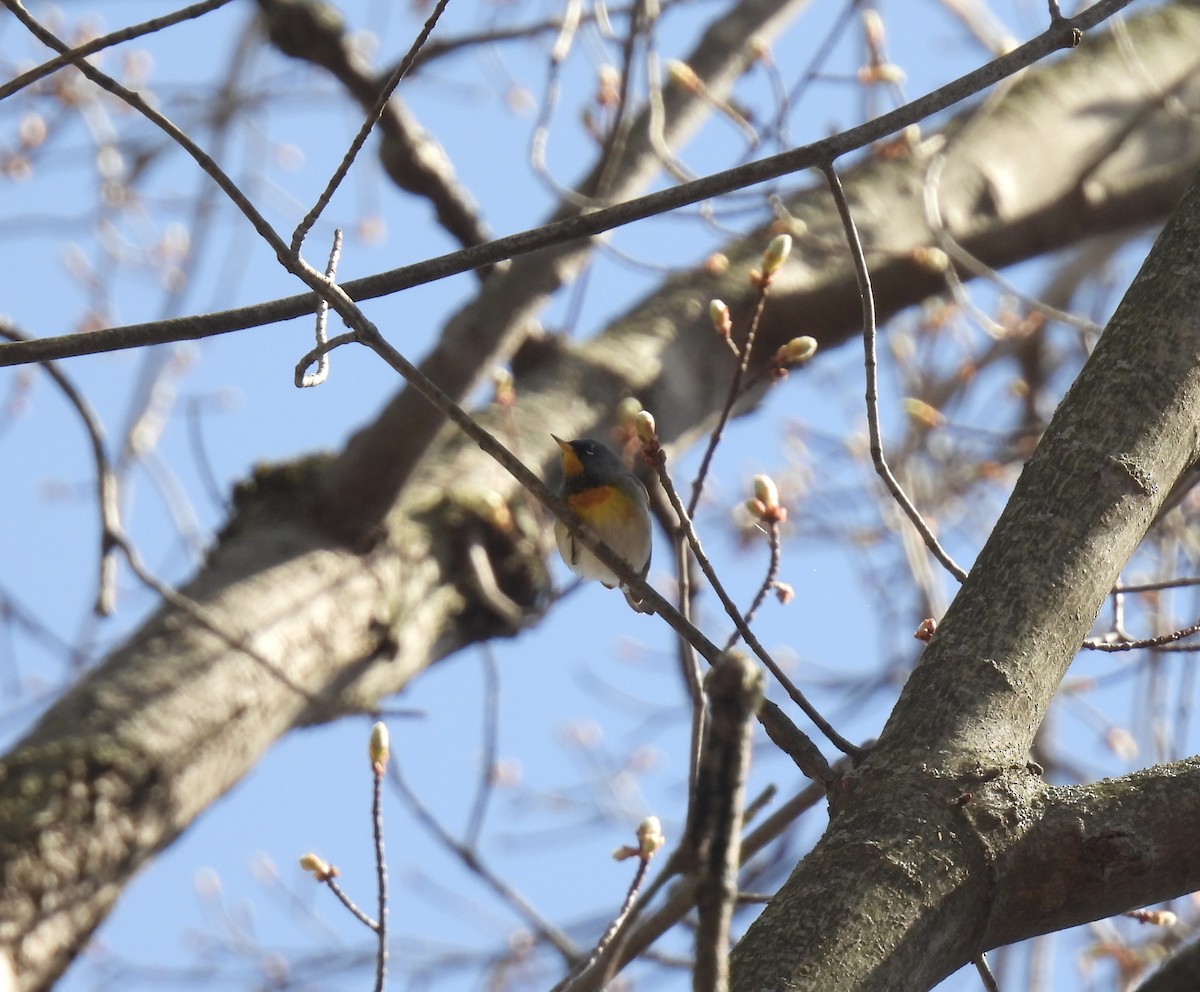 Northern Parula - ML634630625