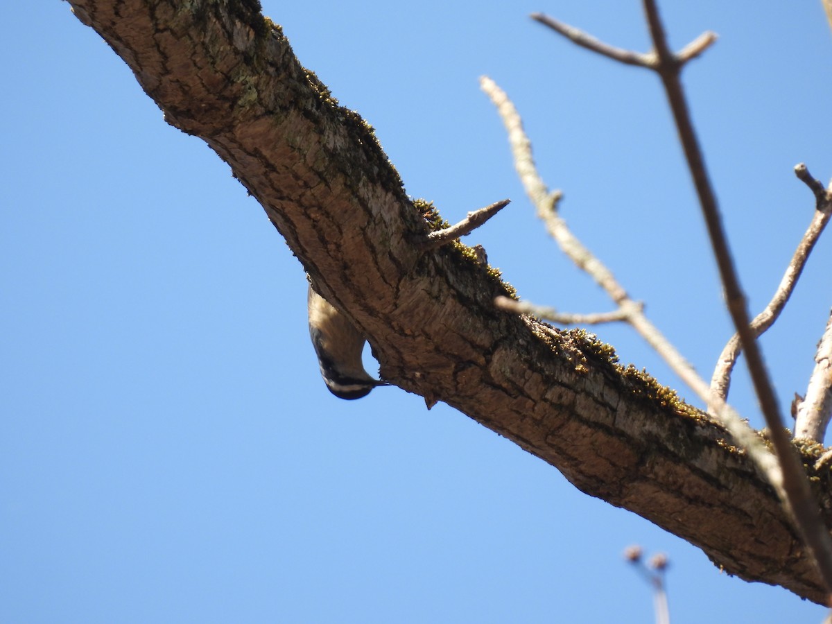 Red-breasted Nuthatch - ML634630645