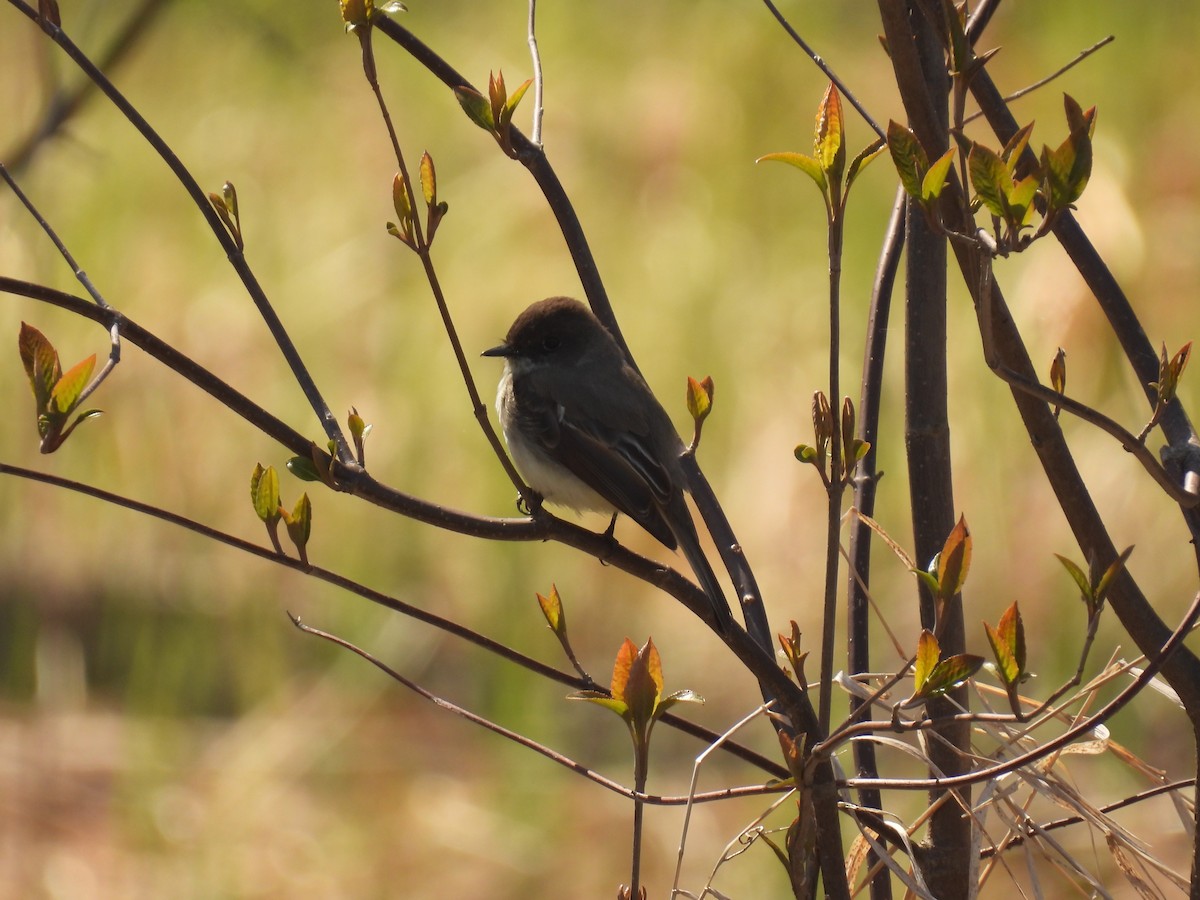 Eastern Phoebe - ML634630660