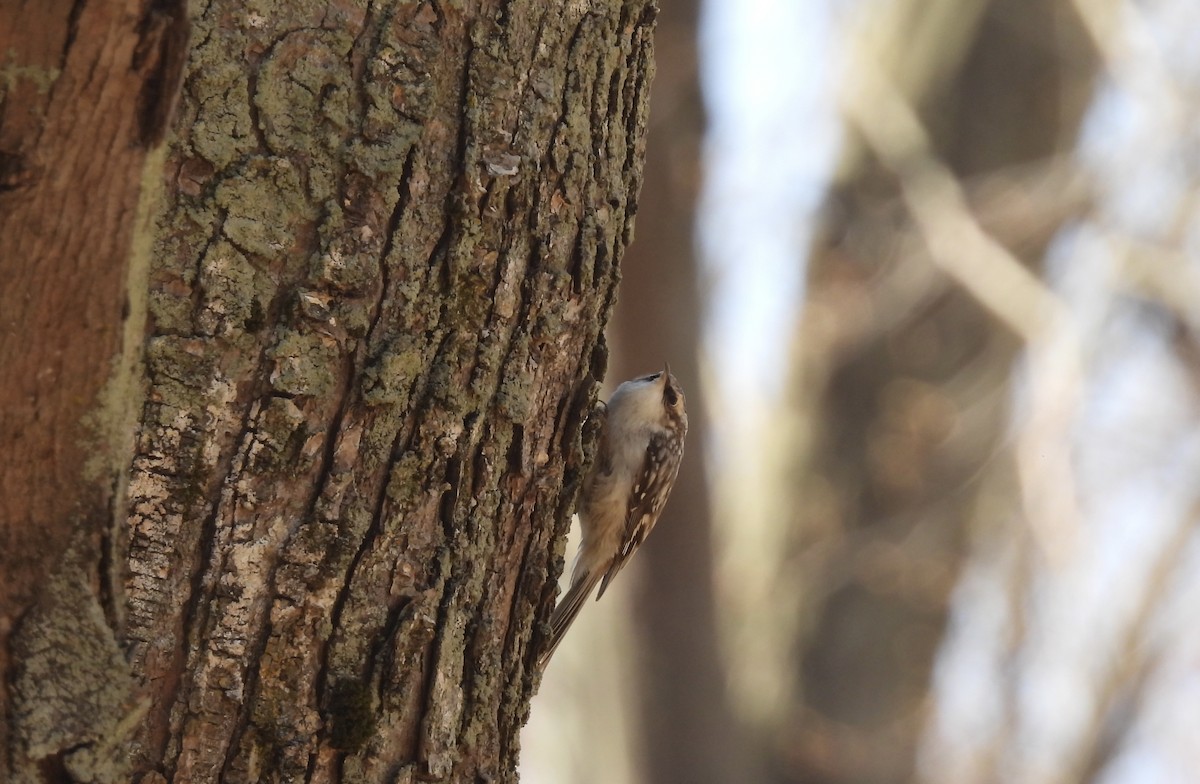 Brown Creeper - ML634630711